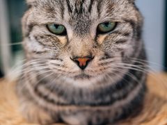 -猫儿山۰猫主题餐厅