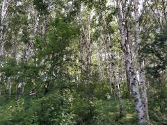 -塞罕坝国家级自然保护区