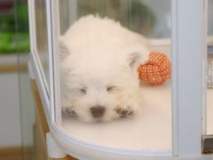 -翊宠yipet猫狗购宠庄园