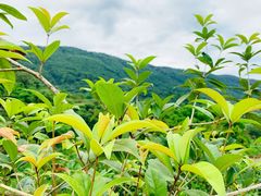 -铁山坪森林公园
