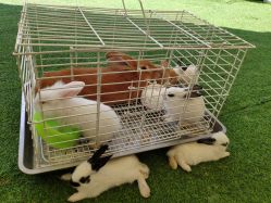 -萌宠亲子动物乐园(槐房万达店)