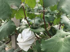 -马陆小张葡萄园农家乐