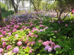 -金银湖国家城市湿地公园