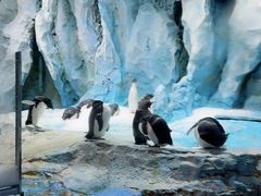 -帝企鹅自助餐厅•儿童岛•真企鹅(长隆企鹅酒店)