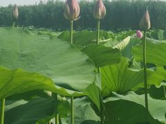 -洪湖生态旅游区