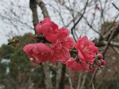 -金鸡山公园