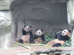 -中国大熊猫保护研究中心雅安碧峰峡基地