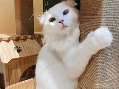 -瞄一喵猫咖(格力海岸店)
