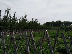 种植环境-意大利农场度假村