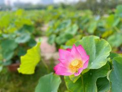 -莲花池公园