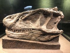 -自贡恐龙博物馆