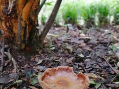 -鹿野苑石刻艺术博物馆