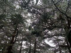 -峨眉山风景名胜区