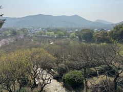 -香雪海