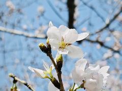 -高东镇樱花园
