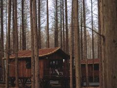 -黄海国家森林公园