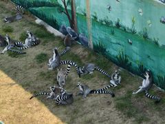 -西霞口神雕山野生动物世界