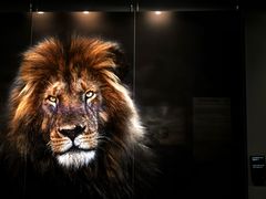 -罗红摄影艺术馆