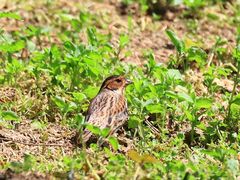 -白鹭湾湿地公园