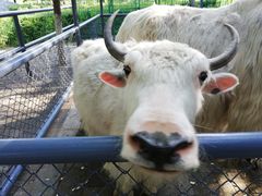 -长白岛森林公园