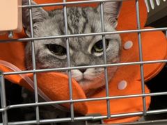 -伟伟宠物医院·CT影像中心·瑞派犬猫综合性门诊(汉口总院)