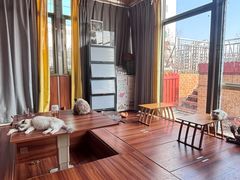 -楼上猫咖(罗湖店)
