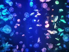 -烟台海昌鲸鲨海洋公园