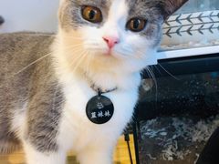 -啵啵喵·猫咖(攀华国际店)
