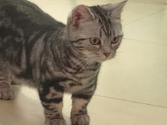 -喵宠乐园·撸猫互动·猫舍