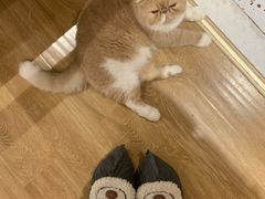 -滚猫咖啡·猫咖·猫友好撸猫(未来城店)
