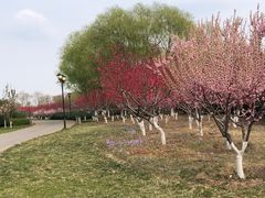 -永定河休闲森林公园