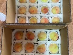 -南汇新场正宗水蜜桃采摘