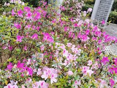 -深圳国际园林花卉博览园