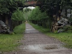 -合肥滨湖国家森林公园