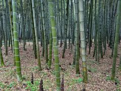 -杭州植物园