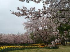 -苏州上方山国家森林公园
