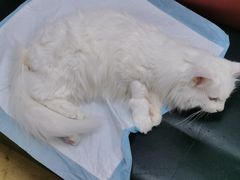 -瑞派天宁宠物医院·猫科·异宠中心