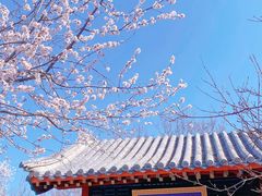 -桃花堤公园