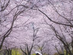 -西北湖绿化广场