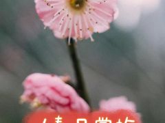 -楠溪江石桅岩