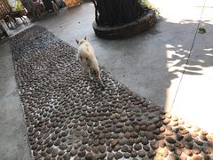 -柴犬高等学院·狗咖·柴犬售卖·宠物训练