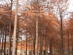 -上海海湾国家森林公园