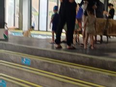 -IBOBI亲子游泳俱乐部(华侨城中心)