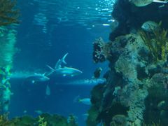 -上海海洋水族馆