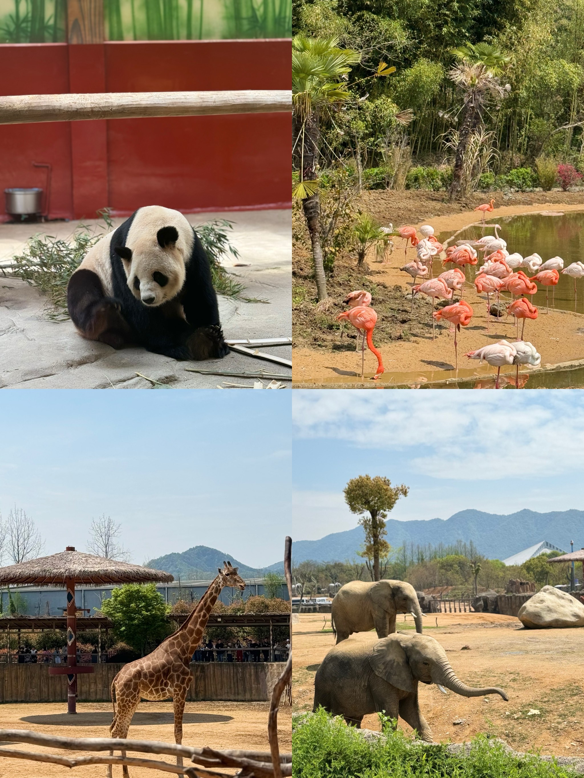 杭州野生动物园自驾图片