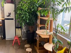 -东方名猫馆·英短金渐层布偶猫舍(环线广场1号楼店)