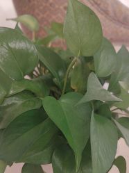 -北京俪婴妇产医院(朝阳大悦城店)