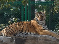 -上海野生动物园老虎餐厅