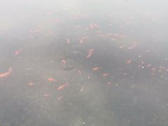 -眉山湿地公园(东坡区)