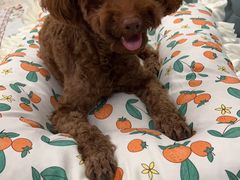 -派多格宠物·购宠(靛厂路店)